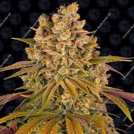 Lemon Tree Feminized Marijuana Strain by Barneys Farm For Sale Online at Cannabis Seeds Outlet