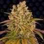 Lemon Tree Feminized Marijuana Strain by Barneys Farm For Sale Online at Cannabis Seeds Outlet