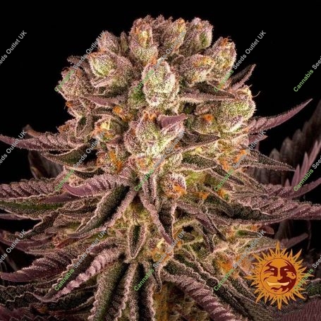 Mimosa Orange Punch Marijuana Strain by Barneys Farm For Sale Online at Cannabis Seeds Outlet