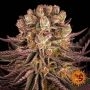 Mimosa Orange Punch Marijuana Strain by Barneys Farm For Sale Online at Cannabis Seeds Outlet