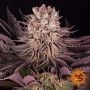 Barneys Farm Mimosa Orange Punch Smoke Buds Weed Ganja Skunk Dope Pot Images Pics Nuggets