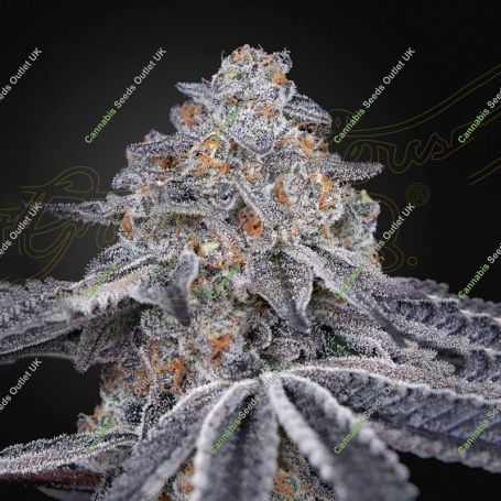 Velvet Moon Feminized Marijuana Strain by Greenhouse Seeds For Sale Online at Cannabis Seeds Outlet