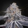 Velvet Moon Feminized Marijuana Strain by Greenhouse Seeds For Sale Online at Cannabis Seeds Outlet