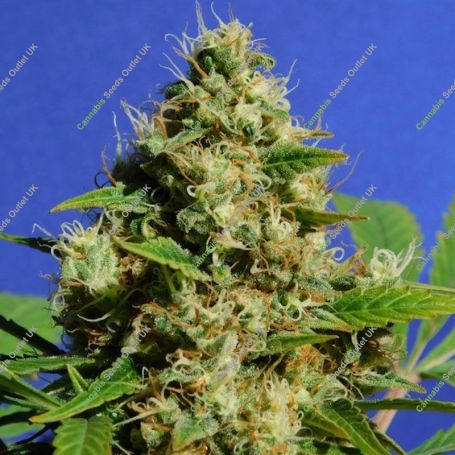Banana Sherbet Feminized Marijuana Strain by Original Sensible Seeds For Sale Online at Cannabis Seeds Outlet