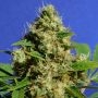 Banana Sherbet Feminized Marijuana Strain by Original Sensible Seeds For Sale Online at Cannabis Seeds Outlet