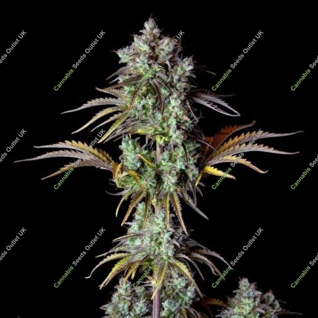 Big Bud Auto Feminized Marijuana Strain by Fast Buds For Sale Online at Cannabis Seeds Outlet