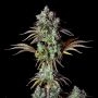 Big Bud Auto Feminized Marijuana Strain by Fast Buds For Sale Online at Cannabis Seeds Outlet