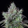 Fast Buds Cannabis Strain Big Bud Auto Feminized Marijuana Seeds Original Collector Souvenir Authentic Packaging Packs