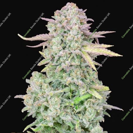 Trainwreck Auto Feminized Marijuana Strain by Fast Buds For Sale Online at Cannabis Seeds Outlet