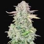 Trainwreck Auto Feminized Marijuana Strain by Fast Buds For Sale Online at Cannabis Seeds Outlet