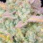 Fast Buds Trainwreck Auto Smoke Buds Weed Ganja Skunk Dope Pot Images Pics Nuggets