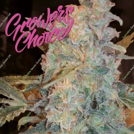 Cinderella 99 Auto Feminized Marijuana Strain by Growers Choice For Sale Online at Cannabis Seeds Outlet