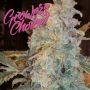Cinderella 99 Auto Feminized Marijuana Strain by Growers Choice For Sale Online at Cannabis Seeds Outlet