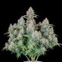 Fast Buds Cannabis Strain Cinderella 99 Auto Feminized Marijuana Seeds Original Collector Souvenir Authentic Packaging Packs