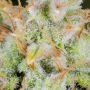 Fast Buds Cinderella 99 Auto Smoke Buds Weed Ganja Skunk Dope Pot Images Pics Nuggets