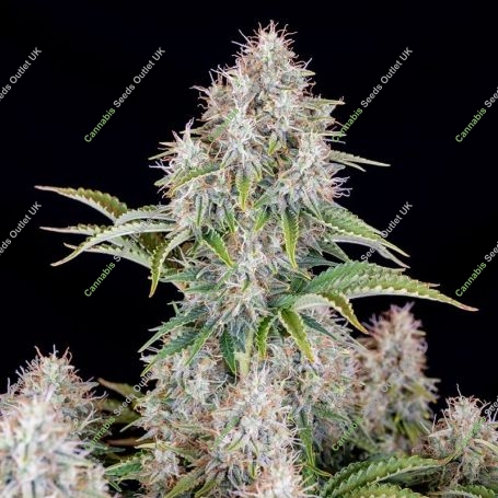 Cinderella 99 Auto Feminized Marijuana Strain by Fast Buds For Sale Online at Cannabis Seeds Outlet