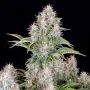 Cinderella 99 Auto Feminized Marijuana Strain by Fast Buds For Sale Online at Cannabis Seeds Outlet