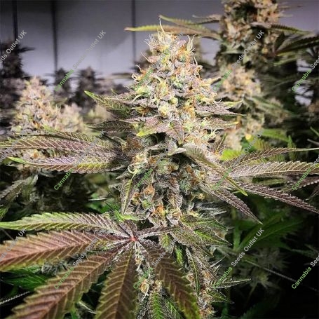 Blueberry Auto Feminized Marijuana Strain by Concrete Jungle For Sale Online at Cannabis Seeds Outlet