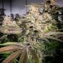 Blueberry Auto Feminized Marijuana Strain by Concrete Jungle For Sale Online at Cannabis Seeds Outlet
