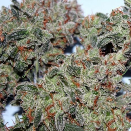 Fast Buds Cannabis Strain Blueberry Auto Feminized Marijuana Seeds Original Collector Souvenir Authentic Packaging Packs