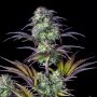 Blueberry Auto Feminized Marijuana Strain by Fast Buds For Sale Online at Cannabis Seeds Outlet