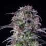 Fast Buds Blueberry Auto Smoke Buds Weed Ganja Skunk Dope Pot Images Pics Nuggets