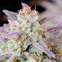 Fast Buds Cannabis Strain Afghan Kush Auto Feminized Marijuana Seeds Original Collector Souvenir Authentic Packaging Packs