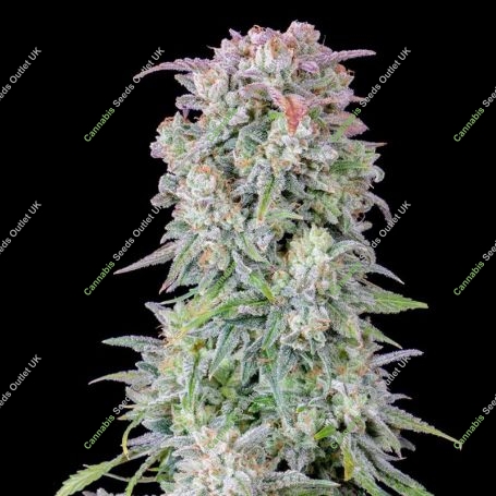 Afghan Kush Auto Feminized Marijuana Strain by Fast Buds For Sale Online at Cannabis Seeds Outlet