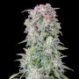 Afghan Kush Auto Feminized Marijuana Strain by Fast Buds For Sale Online at Cannabis Seeds Outlet