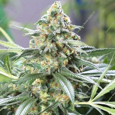 Banana Split Auto Feminized Marijuana Strain by BSB Genetics For Sale Online at Cannabis Seeds Outlet