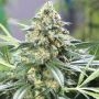 Banana Split Auto Feminized Marijuana Strain by BSB Genetics For Sale Online at Cannabis Seeds Outlet