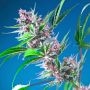 Purple Berry Punch Feminized Marijuana Strain by BSB Genetics For Sale Online at Cannabis Seeds Outlet
