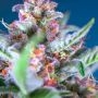 BSB Genetics Cannabis Strain Purple Berry Punch Feminized Marijuana Seeds Original Collector Souvenir Authentic Packaging Packs