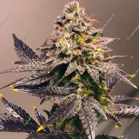 Five Alive Feminized Marijuana Strain by BSB Genetics For Sale Online at Cannabis Seeds Outlet