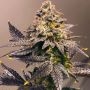 Five Alive Feminized Marijuana Strain by BSB Genetics For Sale Online at Cannabis Seeds Outlet
