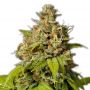 Durban Poison Female Outlet Cannabis Seeds