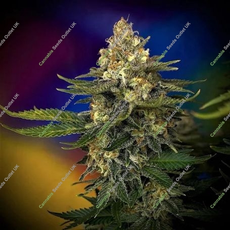 Megaton Mass Fast Feminized Marijuana Strain by Critical Mass Collective For Sale Online at Cannabis Seeds Outlet
