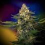 Megaton Mass Fast Feminized Marijuana Strain by Critical Mass Collective For Sale Online at Cannabis Seeds Outlet
