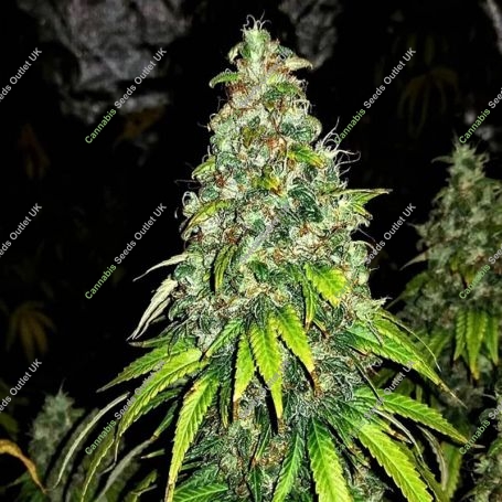 Blutonium Mass Auto Feminized Marijuana Strain by Critical Mass Collective For Sale Online at Cannabis Seeds Outlet