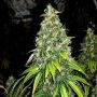 Blutonium Mass Auto Feminized Marijuana Strain by Critical Mass Collective For Sale Online at Cannabis Seeds Outlet