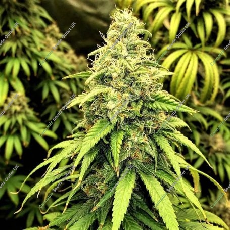 Blutonium Mass Feminized Marijuana Strain by Critical Mass Collective For Sale Online at Cannabis Seeds Outlet