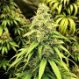Blutonium Mass Feminized Marijuana Strain by Critical Mass Collective For Sale Online at Cannabis Seeds Outlet