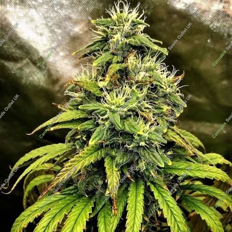Monolith Mass Feminized Marijuana Strain by Critical Mass Collective For Sale Online at Cannabis Seeds Outlet