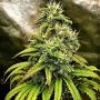 Monolith Mass Feminized Marijuana Strain by Critical Mass Collective For Sale Online at Cannabis Seeds Outlet