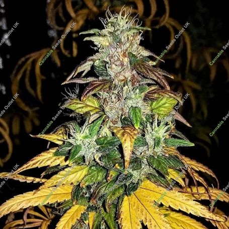 Monolith Mass Auto Feminized Marijuana Strain by Critical Mass Collective For Sale Online at Cannabis Seeds Outlet