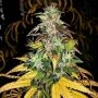 Monolith Mass Auto Feminized Marijuana Strain by Critical Mass Collective For Sale Online at Cannabis Seeds Outlet