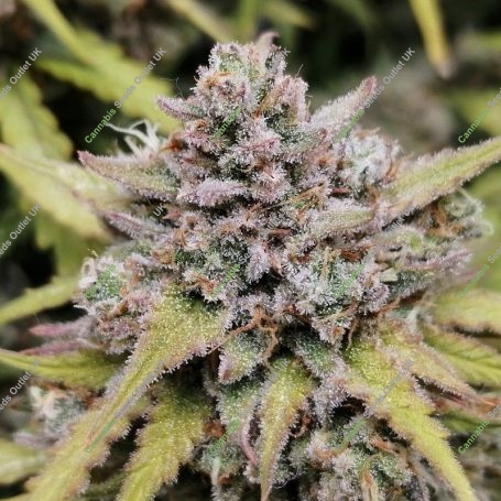 Amnesia Haze Auto Feminized Marijuana Strain by Barneys Farm For Sale Online at Cannabis Seeds Outlet