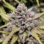 Amnesia Haze Auto Feminized Marijuana Strain by Barneys Farm For Sale Online at Cannabis Seeds Outlet