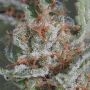 Moby Dick Auto Feminized by Barneys Farm THC Content Potency Strength CBD Height Yield Flowering Time Indica Sativa Genetics