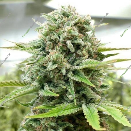 Moby Dick Auto Feminized Marijuana Strain by Barneys Farm For Sale Online at Cannabis Seeds Outlet